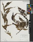 Foto von Salix alba L. x Salix fragilis L.